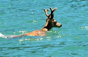 deer-swimming-in-the-river
