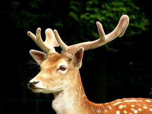 deer-with-cute-antlers
