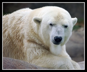white-polar-bear